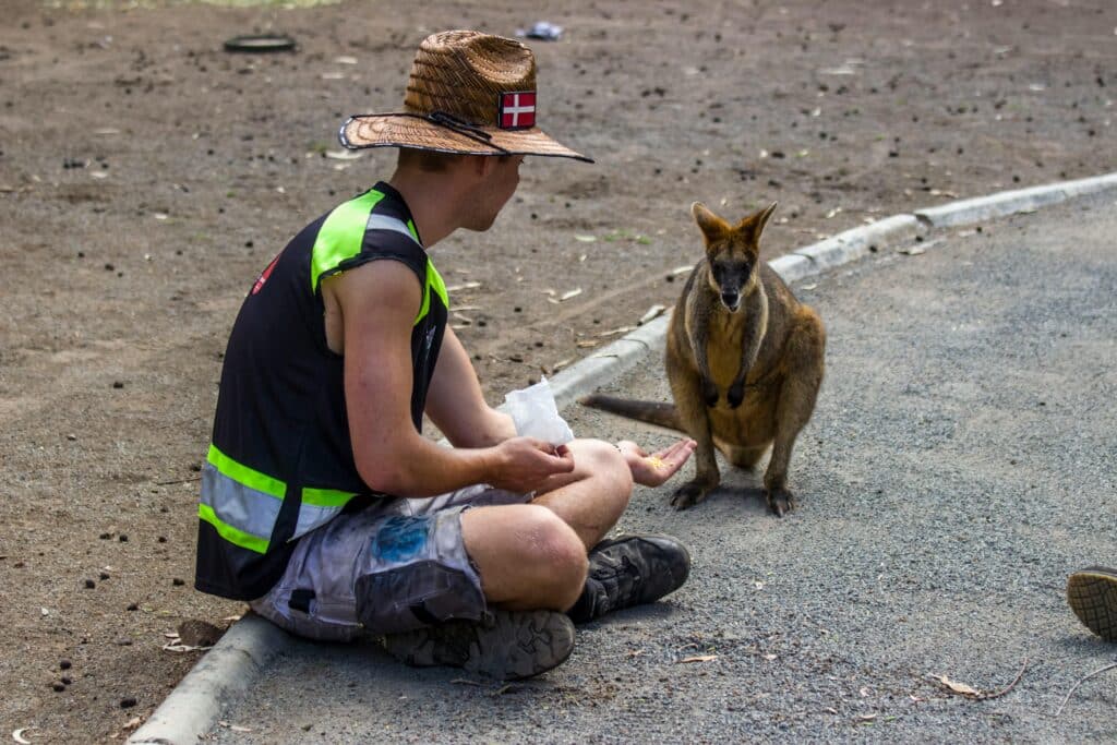 German sitting on road with wallaby